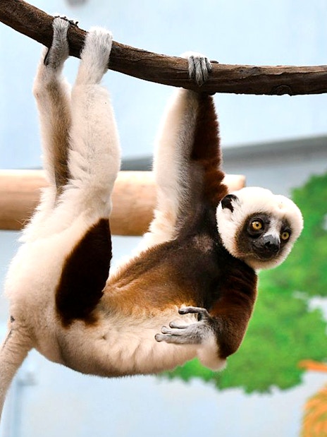 Coquerel's Sifaka hanging from a branch at Cologne Zoo.