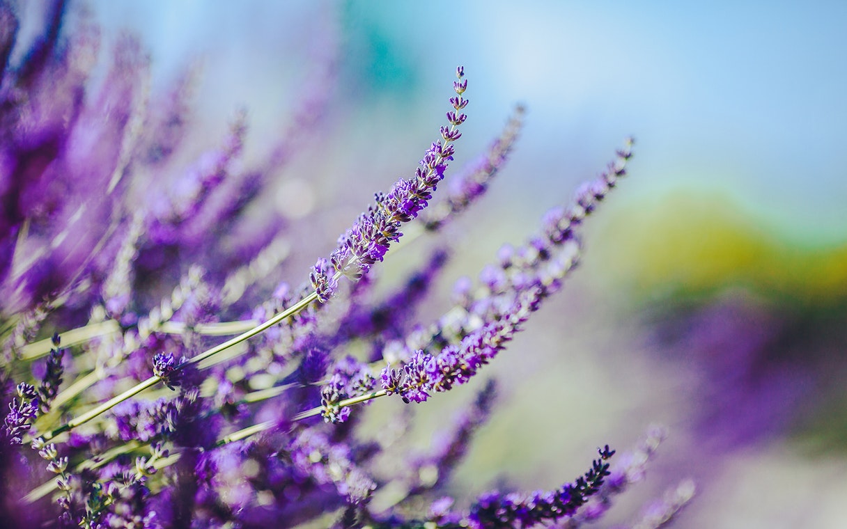 Lavender field in Port Arthur on a sunny day.