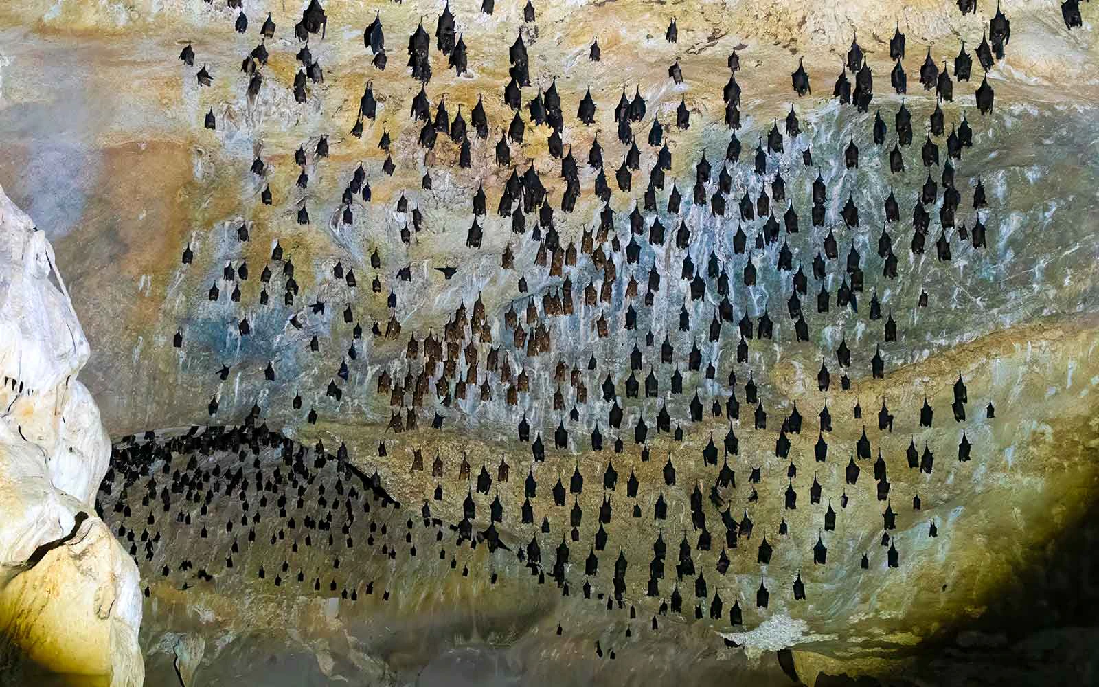 Thousands of bats roosting on the cave ceiling in Gua Kelawar, Kilim mangrove.