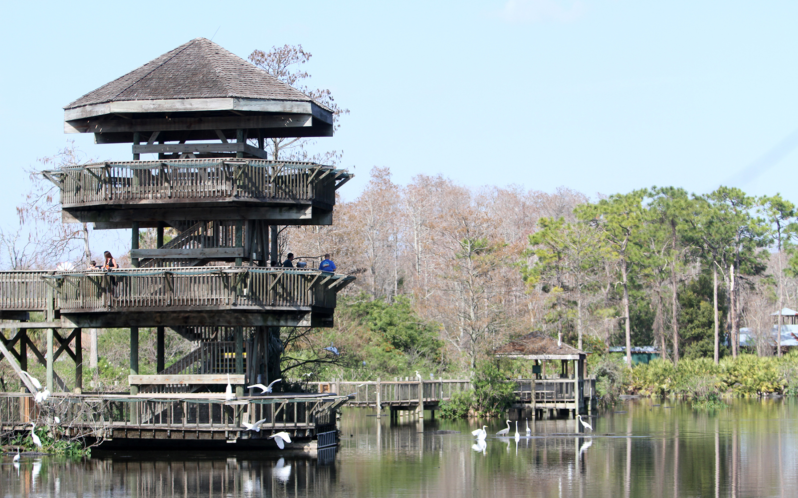 Observation tower overlooking a lake with birds at Gatorland, Florida.