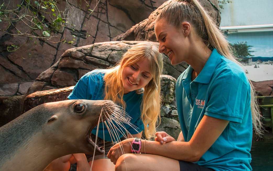 Handlers interacting with a sea lion at SEA LIFE Sunshine Coast.