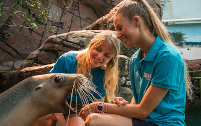 Handlers interacting with a sea lion at SEA LIFE Sunshine Coast.