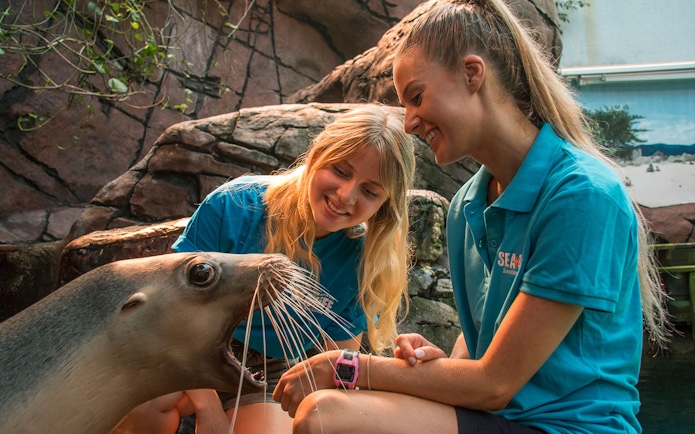 Handlers interacting with a sea lion at SEA LIFE Sunshine Coast.