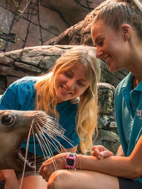 Handlers interacting with a sea lion at SEA LIFE Sunshine Coast.