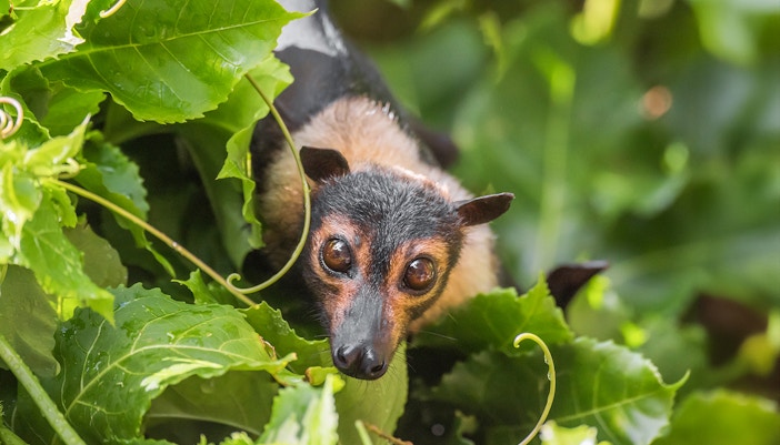Flying fox bat nestled among green leaves.