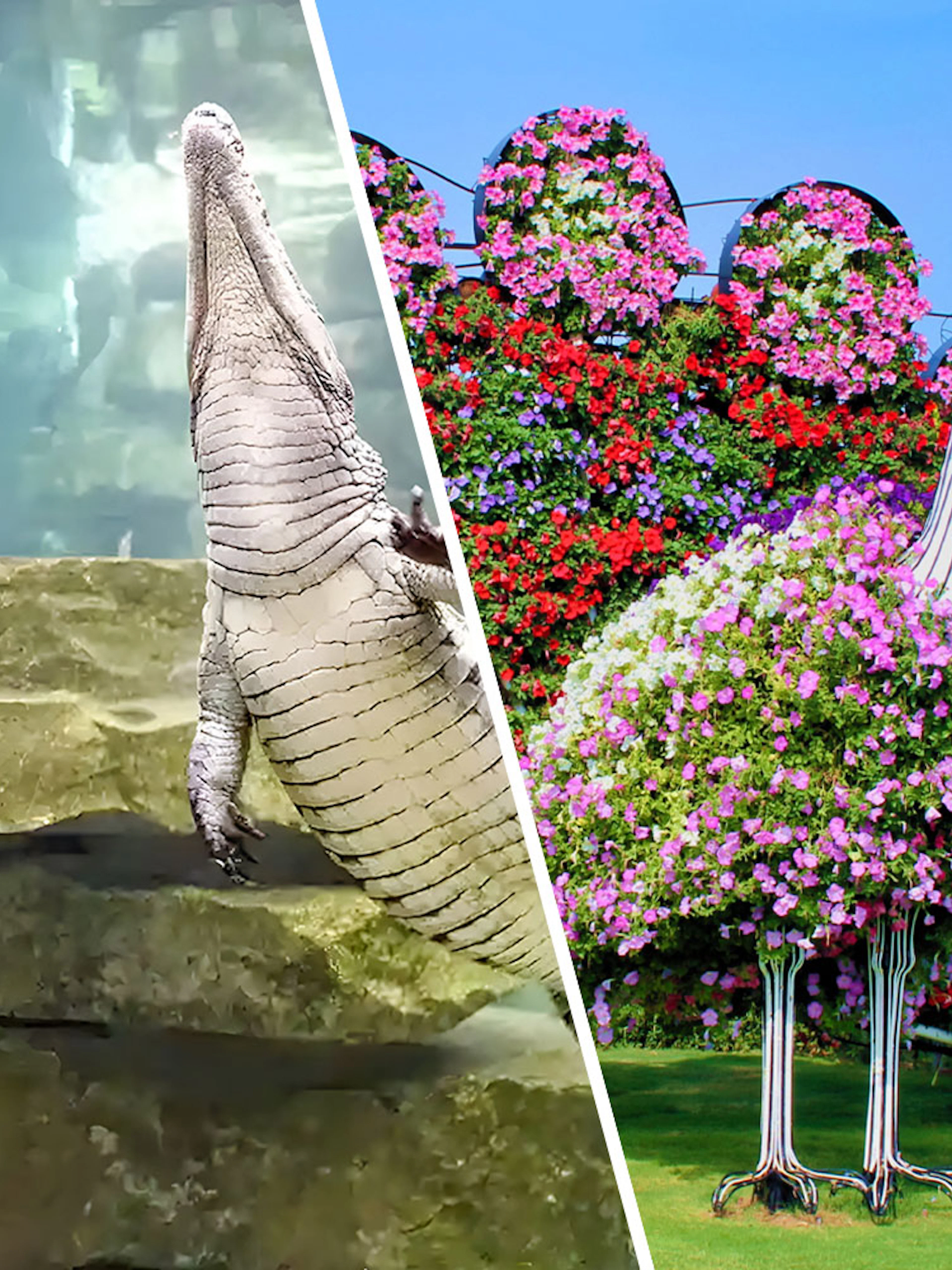 Woman observing crocodile in aquarium; floral peacock display in garden.