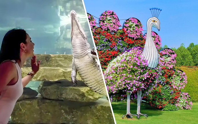Woman observing crocodile in aquarium; floral peacock display in garden.