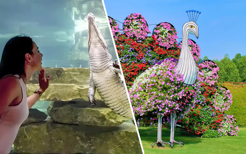 Woman observing crocodile in aquarium; floral peacock display in garden.