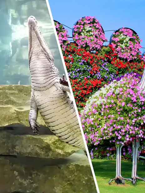 Woman observing crocodile in aquarium; floral peacock display in garden.