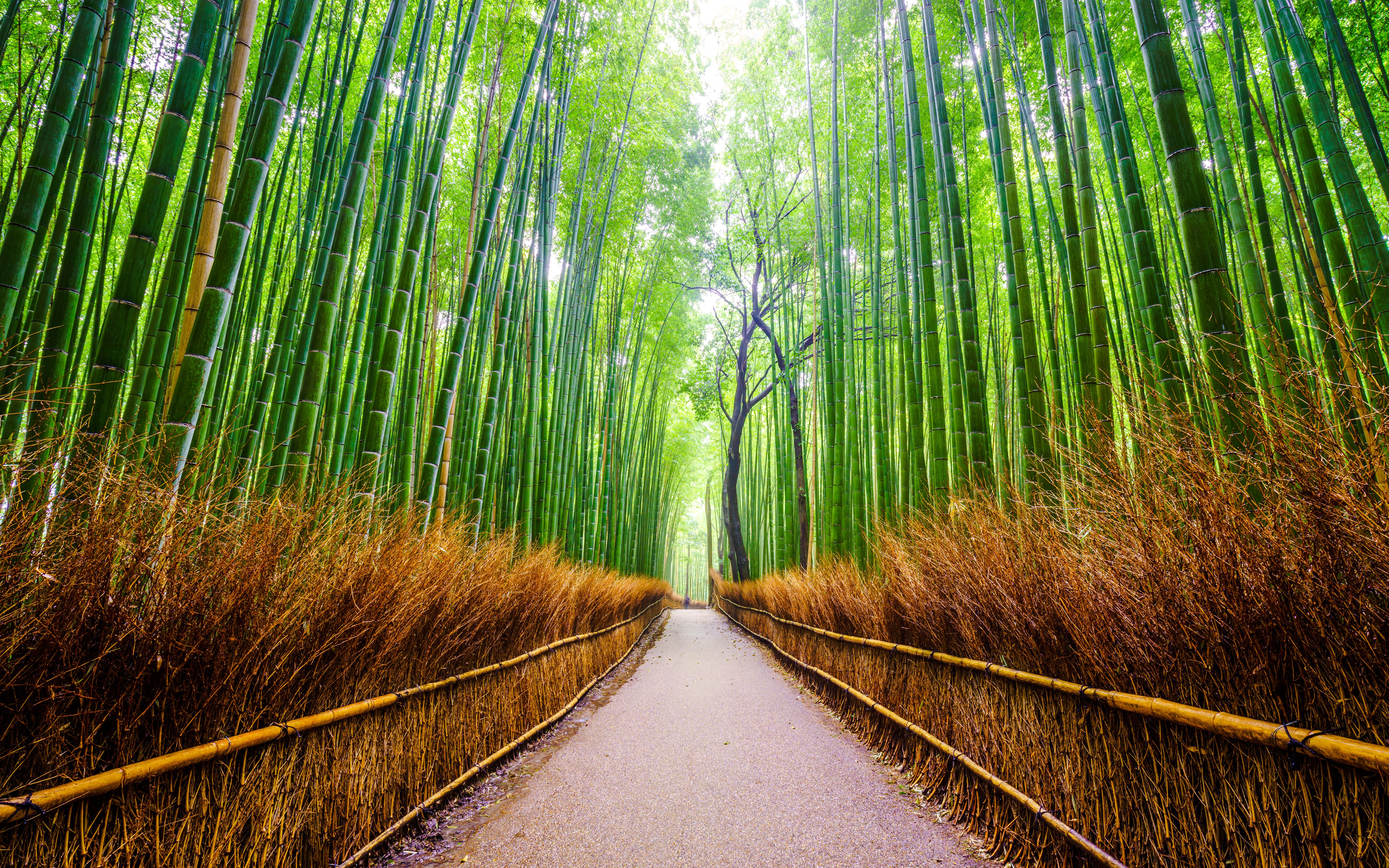 Pathway through Arashiyama Bamboo Grove in Kyoto, Japan.