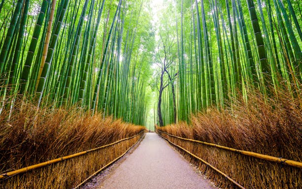 Pathway through Arashiyama Bamboo Grove in Kyoto, Japan.