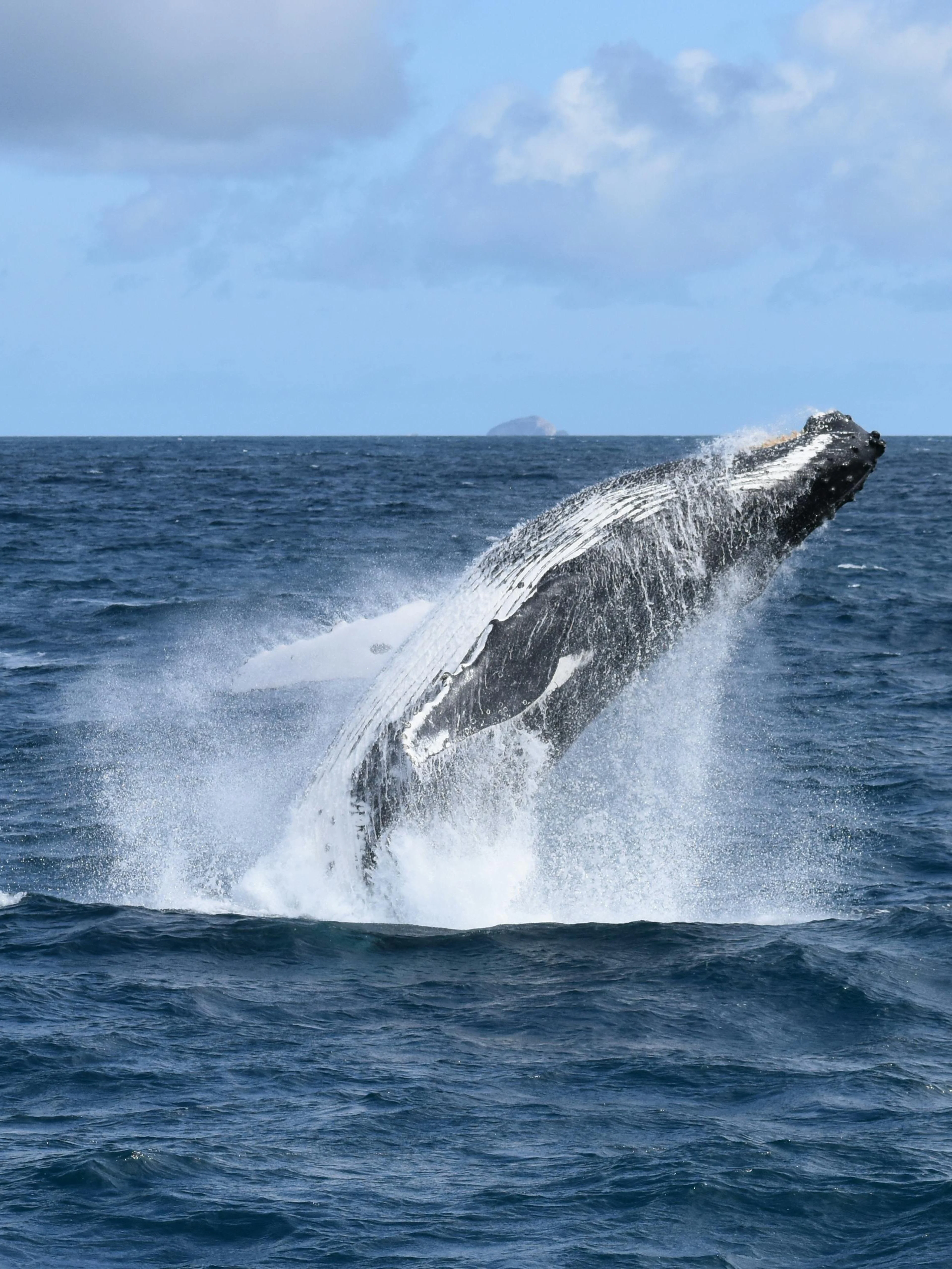 Whale breaching in ocean during Wilsons Prom Whale Adventure Cruise.