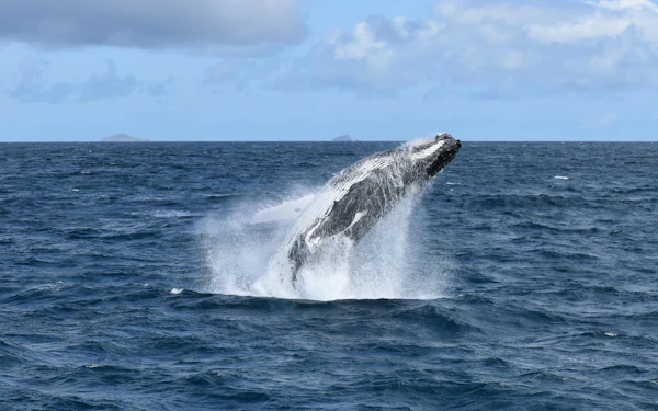 Wilsons Prom Whale Adventure Cruise with Lunch