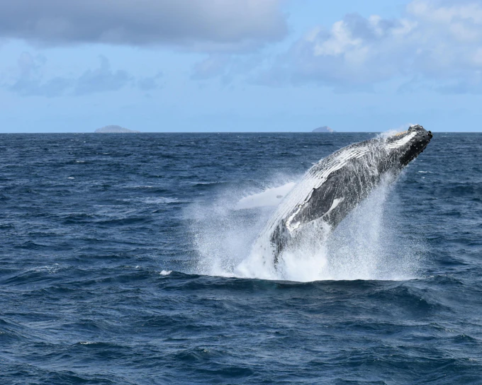 Wilsons Prom Whale Adventure Cruise with Lunch
