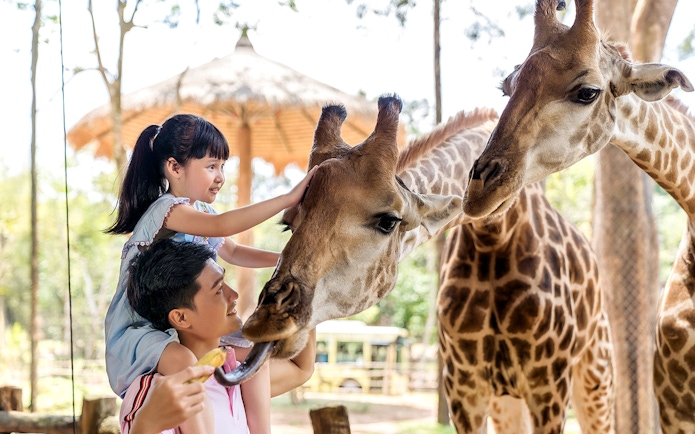 Child feeding giraffe at Vinpearl Safari, Vietnam.