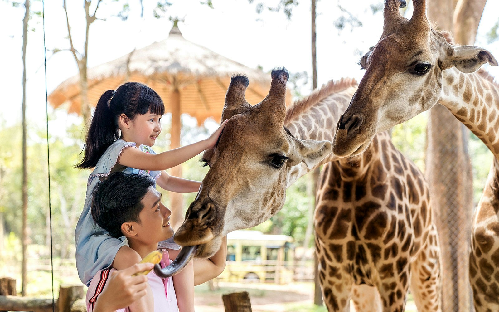 Child feeding giraffe at Vinpearl Safari, Vietnam.