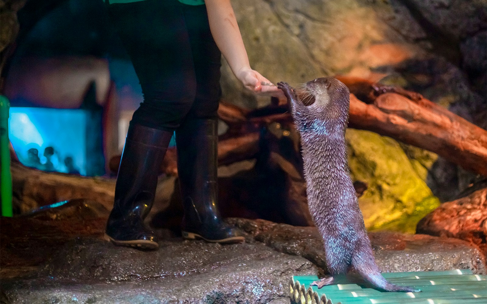 Visitors observing a Short-Clawed Otter at SEA LIFE Bangkok, a popular aquarium tour in Thailand