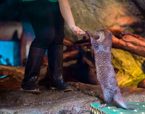 Otter interacting with a person at an aquarium exhibit.