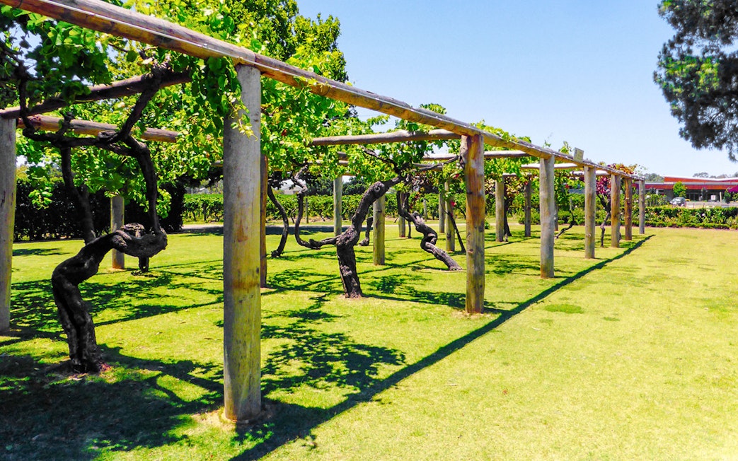 Vineyard with grapevines on trellises in Swan Valley, Australia, under a clear blue sky.