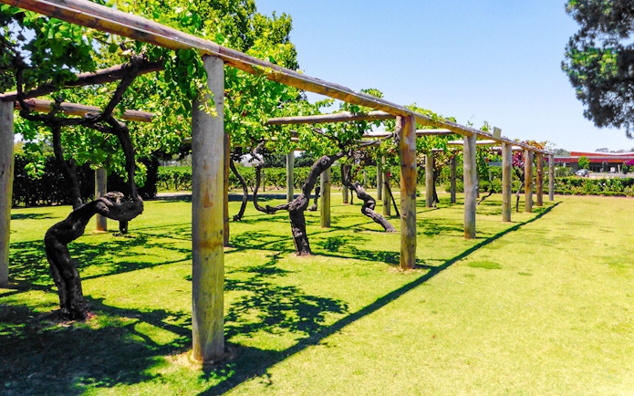 Vineyard with grapevines on trellises in Swan Valley, Australia, under a clear blue sky.