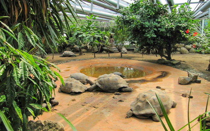 Aldabra giant tortoises near a pond at Hellabrunn Zoo, Munich.
