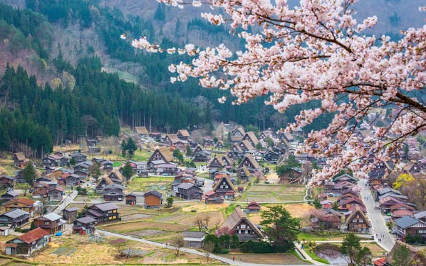Shirakawago village with traditional gassho-zukuri houses and cherry blossoms in spring, Japan.