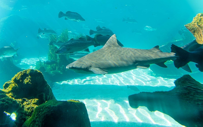 Gray shark swimming in an aquarium at Sydney Zoo.