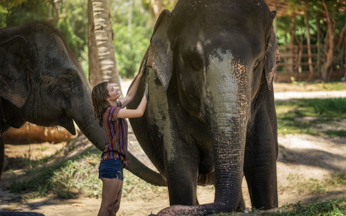 Person interacting with elephants at Elephant Jungle Sanctuary Samui.