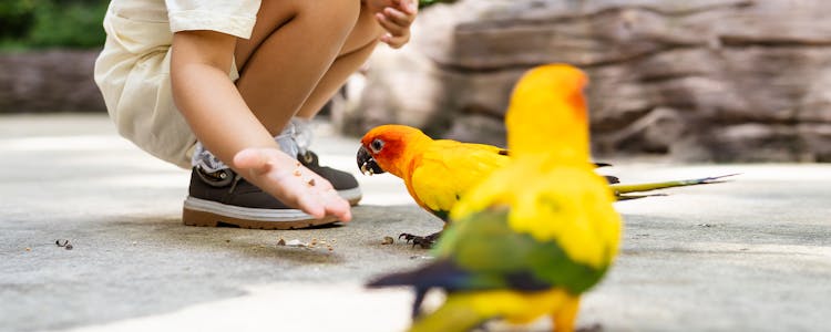 exotic bird show