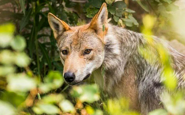 Wolf in natural habitat at Ranua Zoo, Rovaniemi.