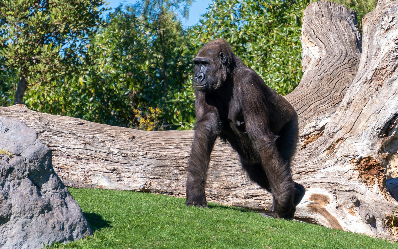 Gorilla walking near a large log at Bioparc Valencia.