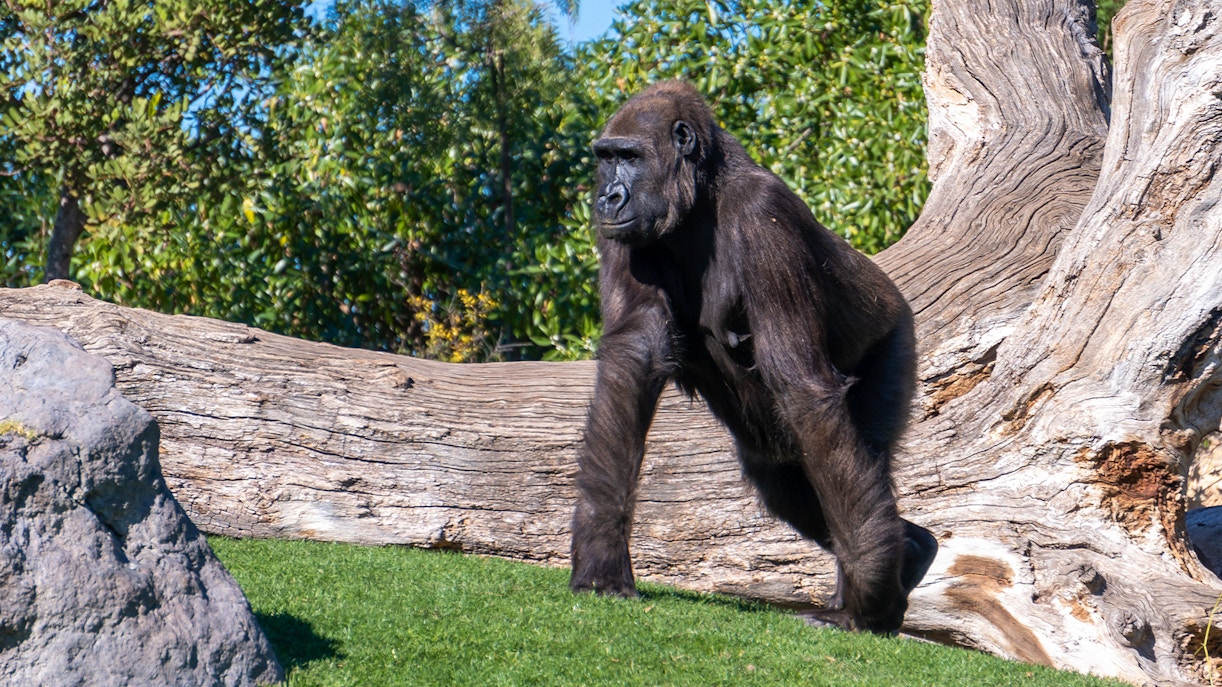 Ekan - First gorilla