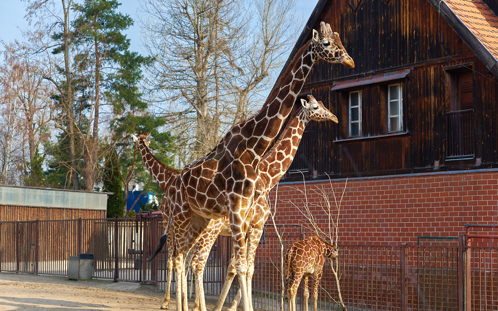 Giraffes