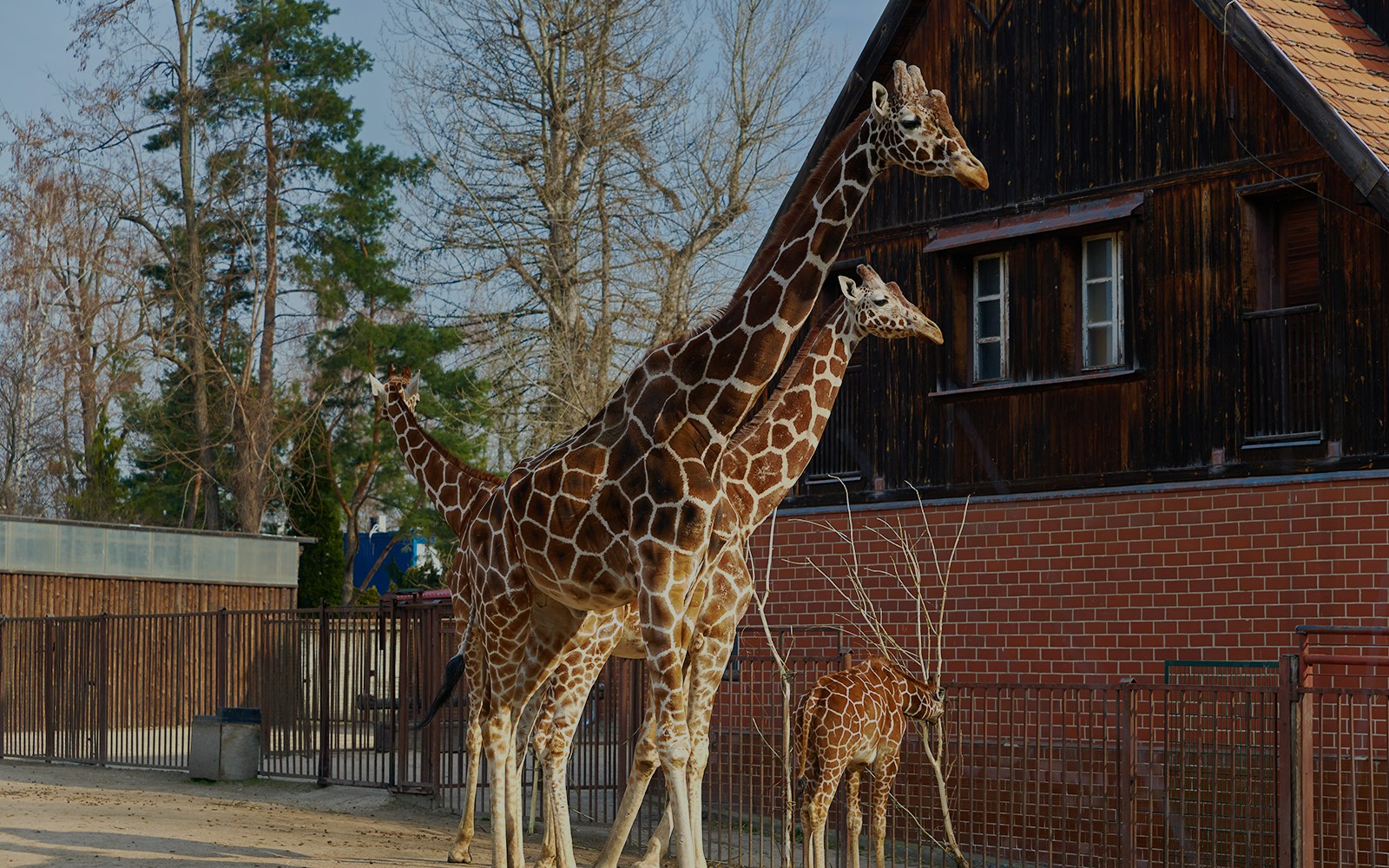 Giraffes