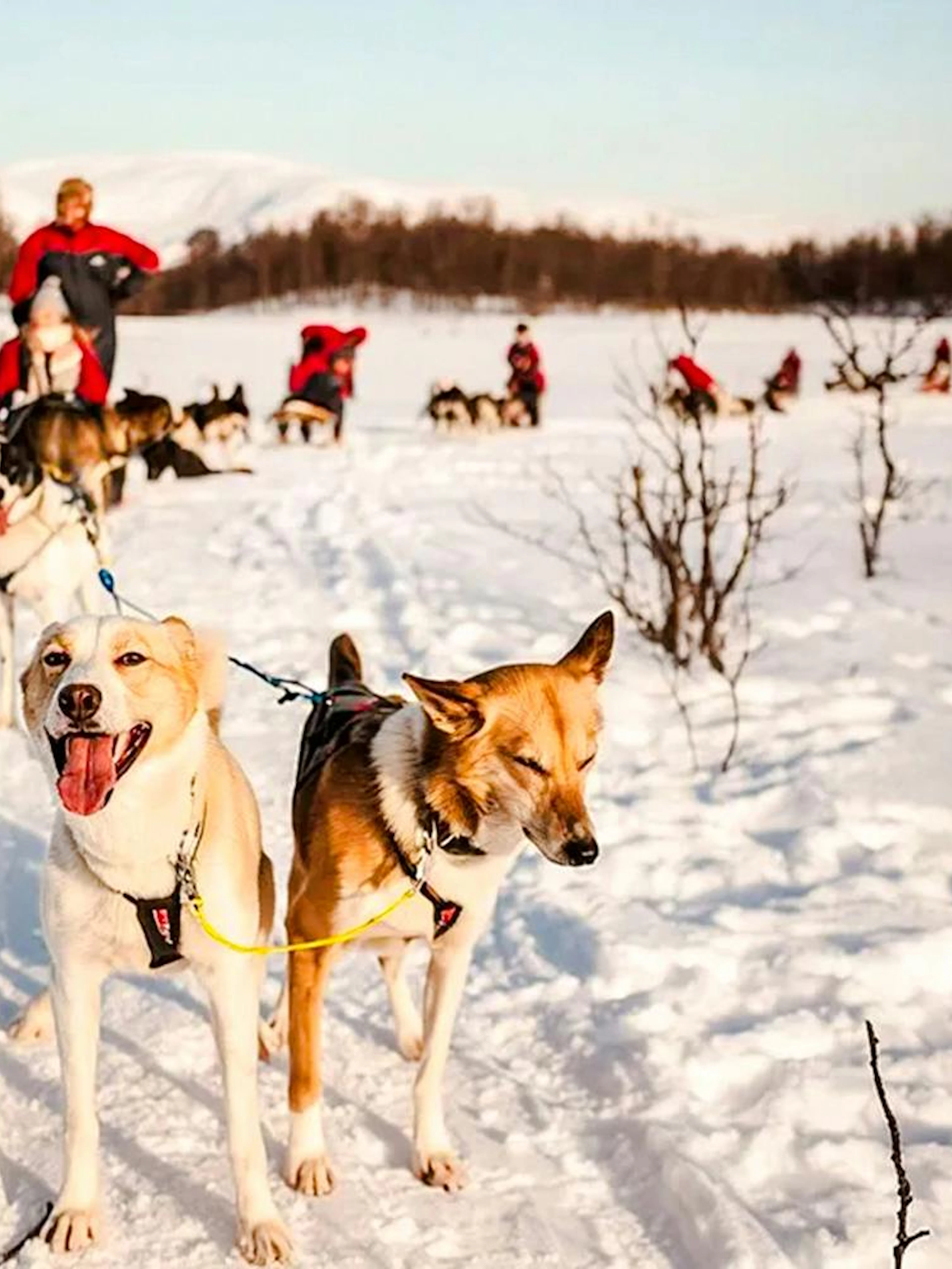 Guests on a self-drive husky sledding tour in snowy Tromso landscape.