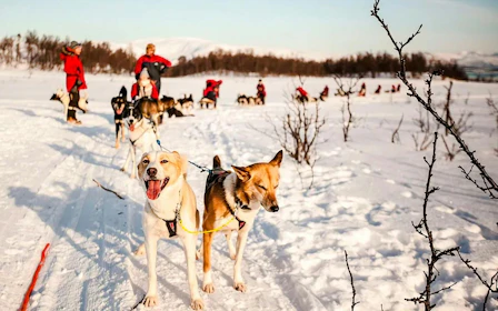 From Tromso: Self-Drive Husky Sledding Tour