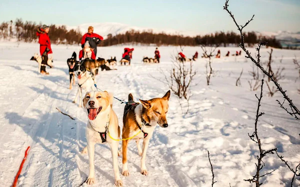 From Tromso: Self-Drive Husky Sledding Tour