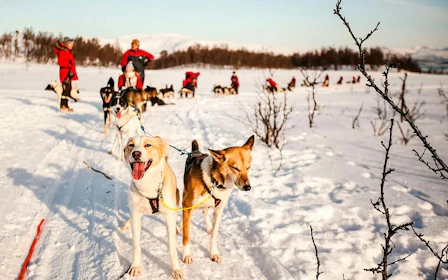 From Tromso: Self-Drive Husky Sledding Tour