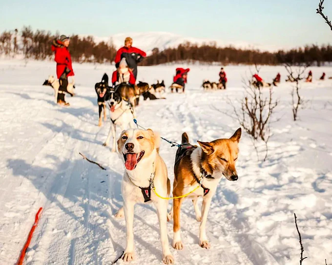 From Tromso: Self-Drive Husky Sledding Tour