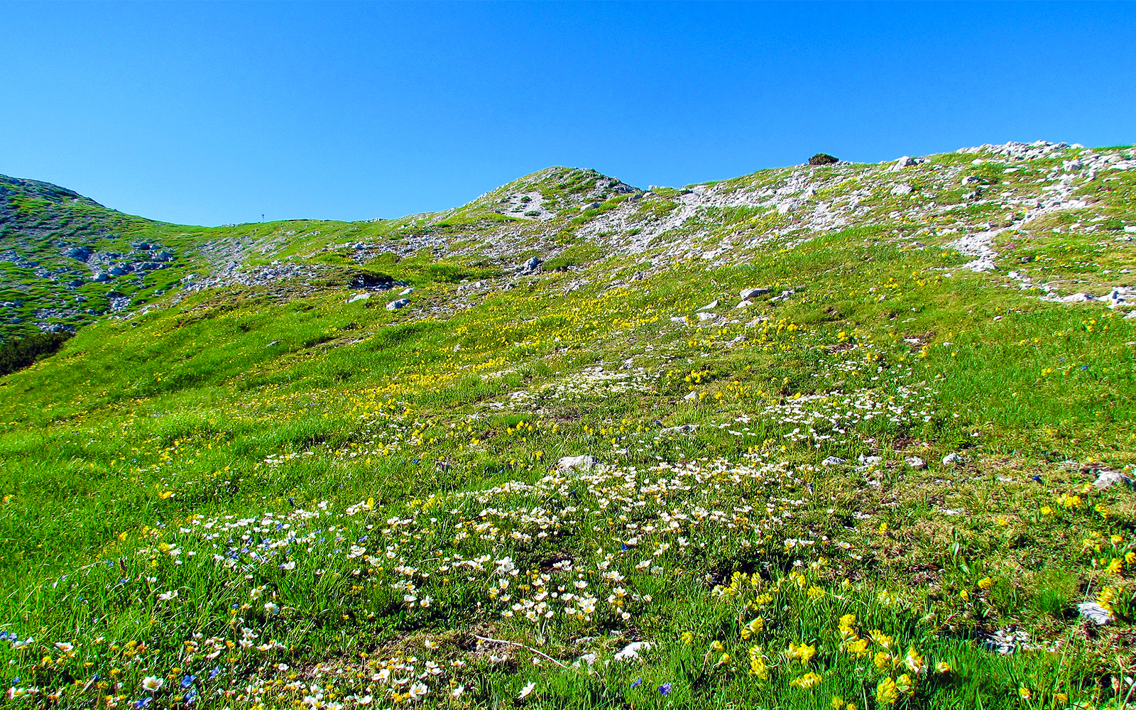 Mountain slope full of white blooming mountain avens