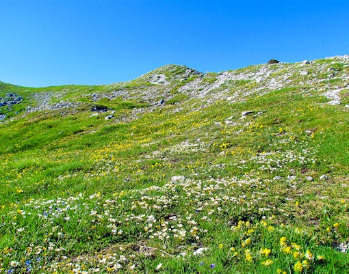 Mountain slope full of white blooming mountain avens