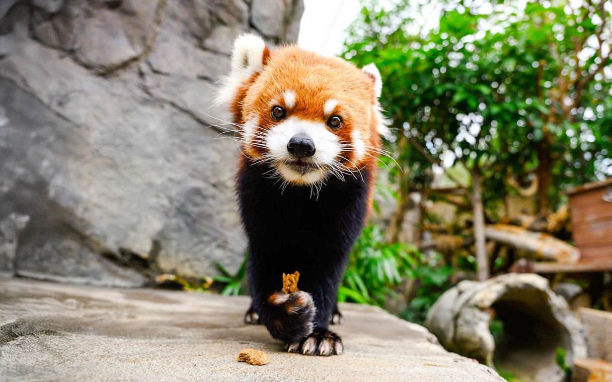 Red panda walking on a rock at Ocean Park Hong Kong.