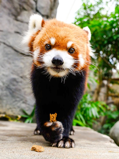 Red panda walking on a rock at Ocean Park Hong Kong.