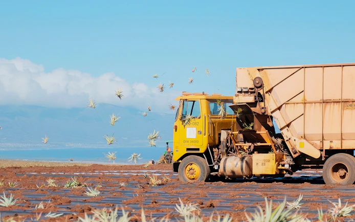 Yellow truck harvesting pineapples at a plantation with ocean and mountains in the background.