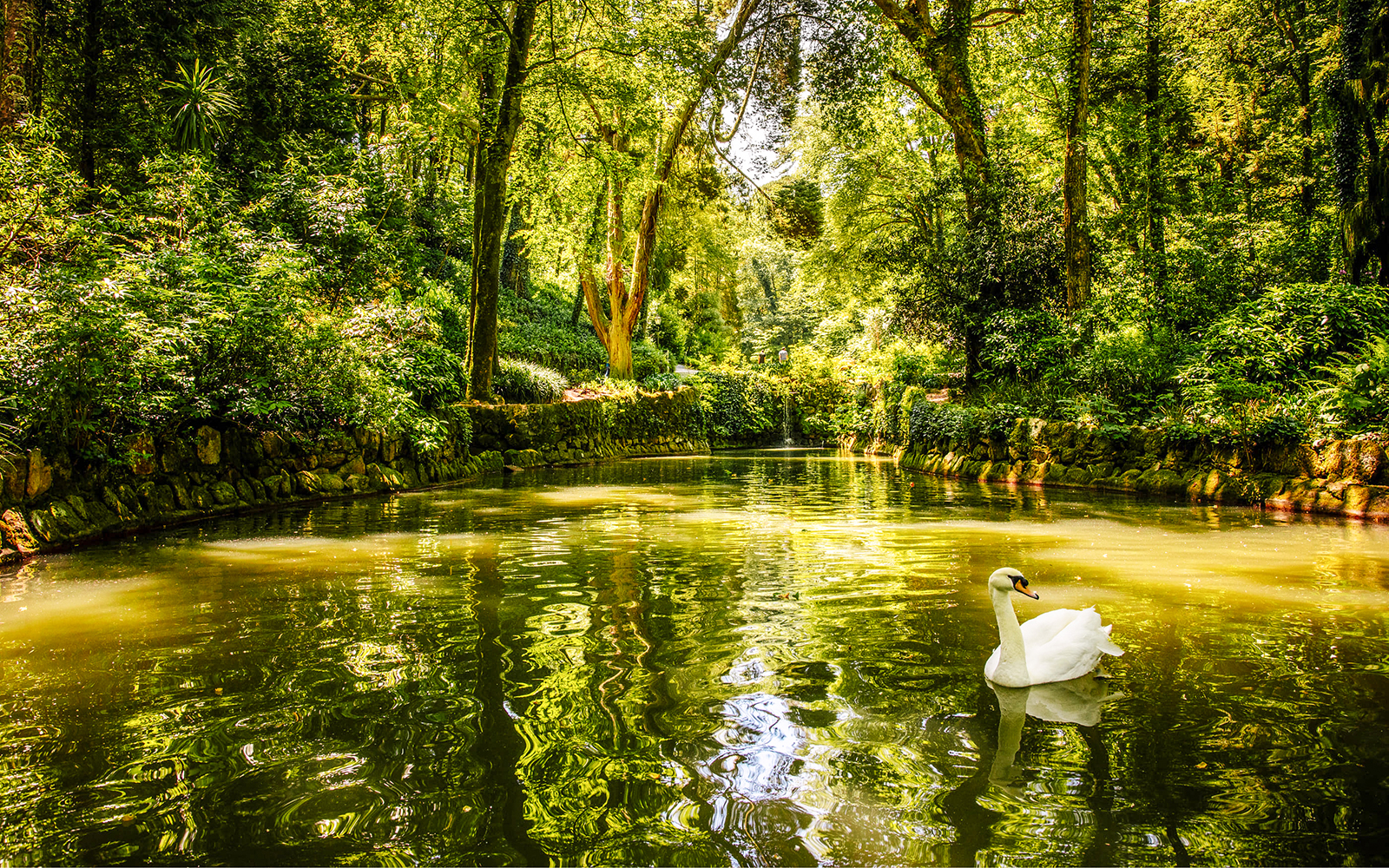 Swan on a serene lake surrounded by lush greenery in Pena Palace Park, Sintra.
