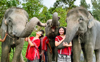 Elephants interacting with visitors at Kerchor Elephant Family in Phuket.