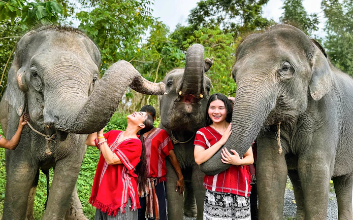 Elephants interacting with visitors at Kerchor Elephant Family in Phuket.