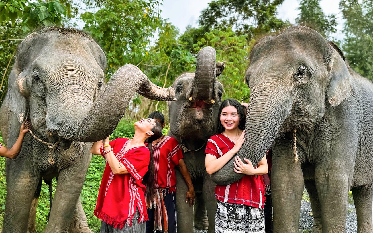 Elephants interacting with visitors at Kerchor Elephant Family in Phuket.