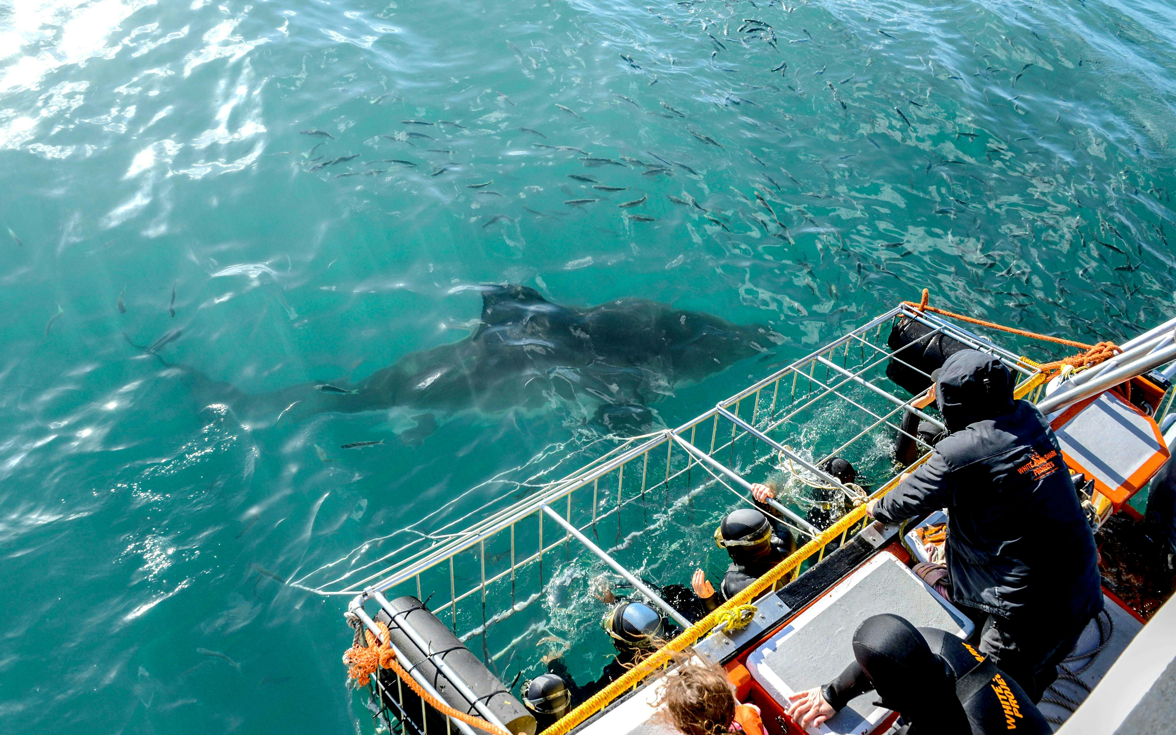 Cage divers observe bronze whaler shark in Cape Town, South Africa.