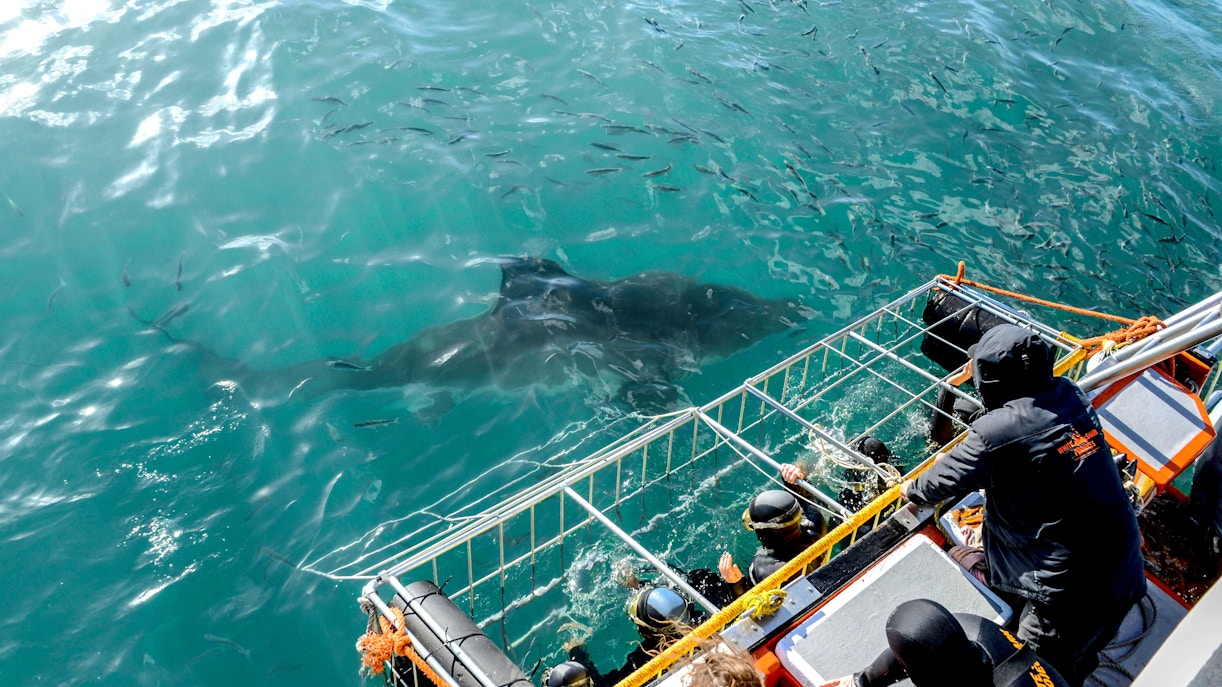 Cage divers observe bronze whaler shark in Cape Town, South Africa.